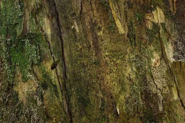 Tronco Árbol Forestal Con Textura Corteza Pelada Fondo Pantalla Primer —  Fotos de Stock