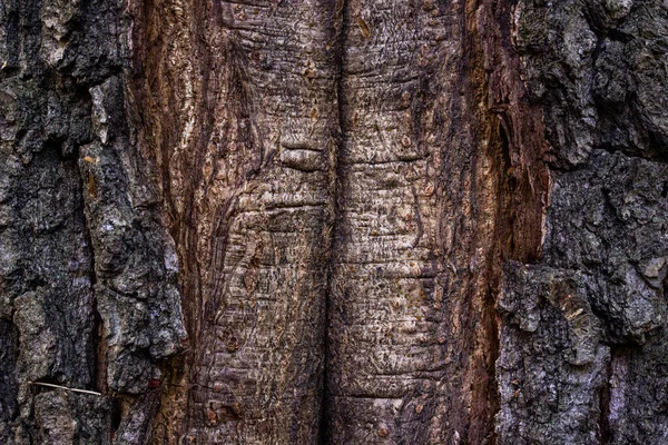Mystical Wooden Texture Bark Edges Fantastic Patterns Grunge Background Design — Stock Photo, Image