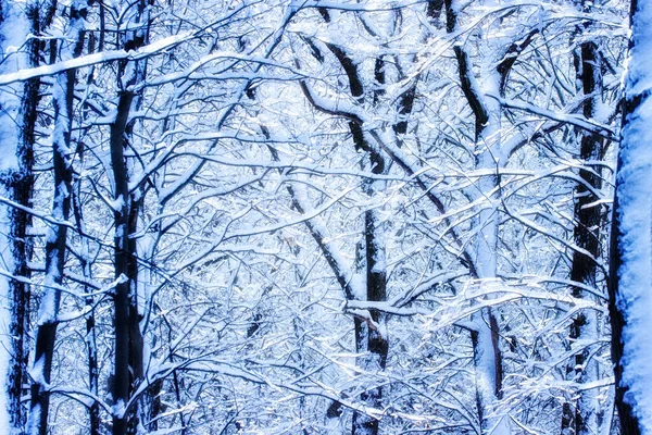 Magic Background Trees Covered Shiny White Snow Winter Forest — Stock Photo, Image