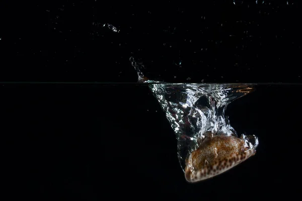 Dostrzeżona Skorupa Wpadła Nocnego Morza Tworząc Wspaniały Plusk Wody Koncepcja — Zdjęcie stockowe