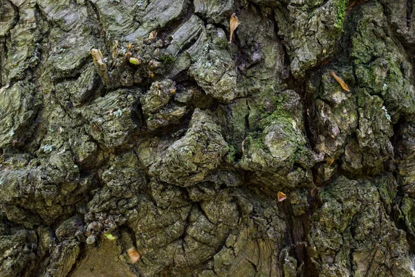 Kufr Starého Lesa Zblízka Okouzlující Vzory Trhlin Nehladkém Povrchu Světa — Stock fotografie