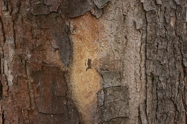 Artistieke Gedeeltelijk Gescheurde Schors Van Een Boom Close Veelkleurige Patronen — Stockfoto