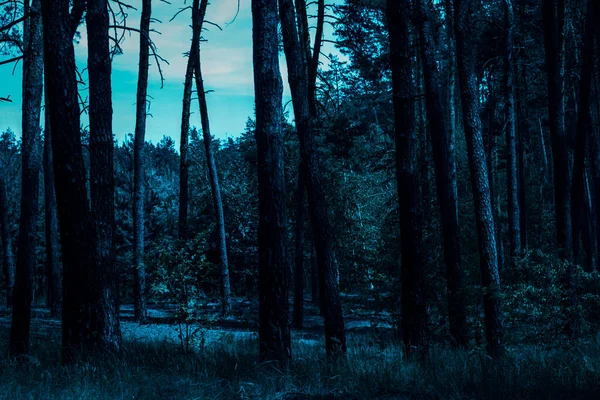 Noite Fantástica Uma Floresta Com Árvores Altas Plantas Iluminadas Magia — Fotografia de Stock