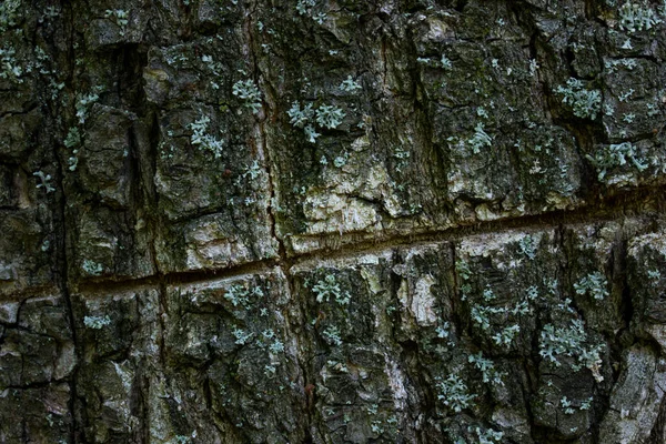 Casca Árvore Com Textura Arranhão Close Tronco Escuro Uma Árvore — Fotografia de Stock