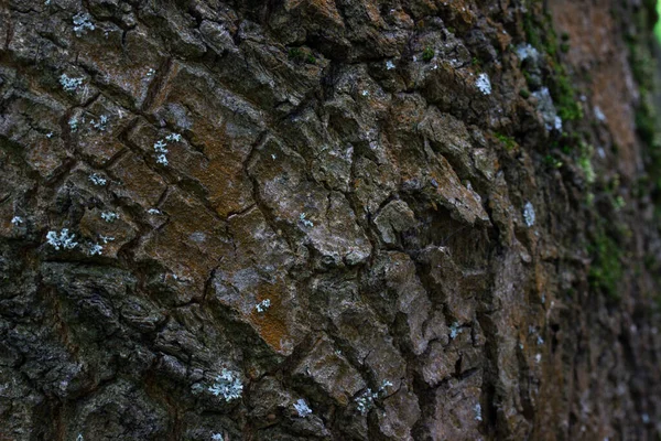 Orman ağacı gövdesine yakın kahverengi çatlamış doğal ağaç kabuğu deseni bulanık kenar duvar kâğıdı tasarım konsepti vahşi yaşam için