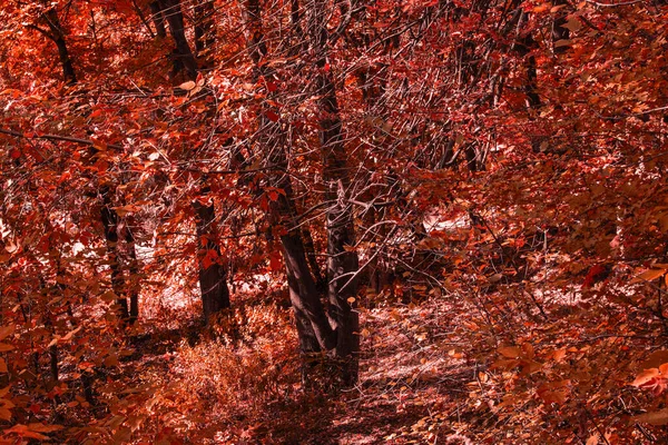 Склон Осеннем Лесу Ярко Оранжевыми Листьями Упал Растет Деревьев Концепции — стоковое фото