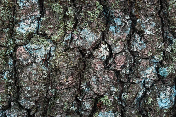 明亮树皮质感特写的自然背景设计 — 图库照片