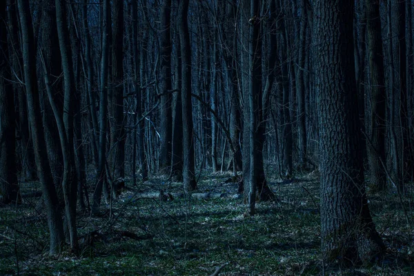 Encantadora Floresta Noturna Misteriosas Árvores Altas Com Ramos Finos Belo — Fotografia de Stock