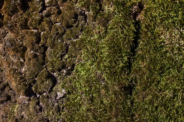 Зеленый Мох Покрывающий Дерево Леса Природный Ковер Окружающей Среды Концепция — стоковое фото