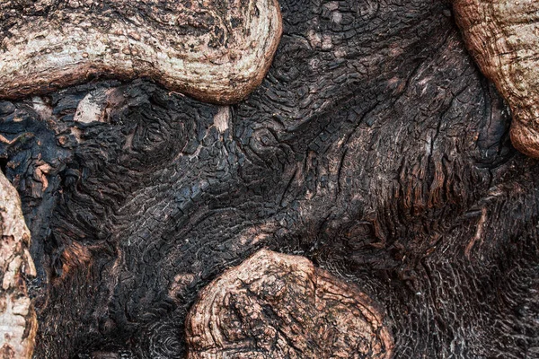 mystical root texture of the old root with black wood and mysterious patterns natural background for design