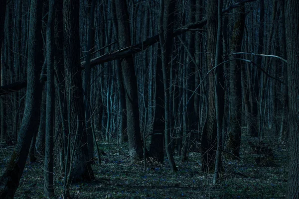 Bosque Nocturno Místico Embrujante Desierto Nadie Alrededor Misterioso Árbol Caído —  Fotos de Stock