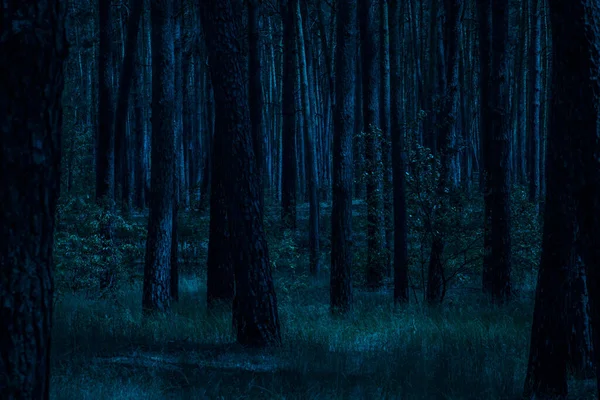 Noche Bosque Pinos Luz Luna Hierba Árboles Limpios Nadie Alrededor — Foto de Stock