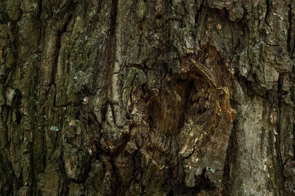Ağaç Kabuğunun Deseni Vahşi Yaşam Tasarım Konsepti Için Doğal Desenli — Stok fotoğraf