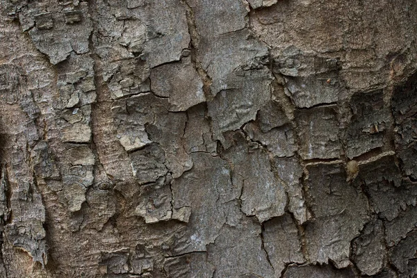 Texture Fantaisie Arbre Forestier Recouvert Papier Peint Écorce Grise Pour — Photo