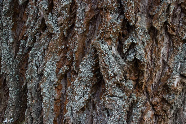Jasna Faktura Kory Drzewa Pięknymi Wzorami Gładkiej Powierzchni Kontekst Projektu — Zdjęcie stockowe