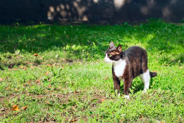 Pisica Arată Serios Prudent Direcția Avea Grijă Ceva Animal Drăguț — Fotografie, imagine de stoc