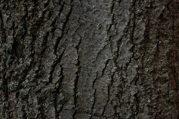 神秘的な森の背景の灰色の木の樹皮美しいパターンの亀裂繊細で暗い自然概念 — ストック写真
