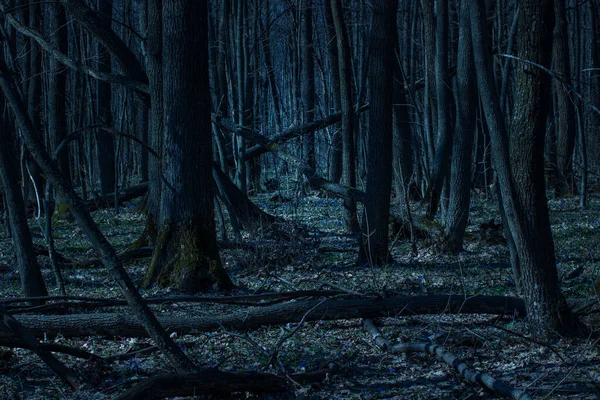 Charmant Brillant Forêt Nocturne Clair Lune Grands Arbres Mystérieux Bûches — Photo