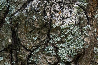 Orman ağacı gövdesi. Açık havada parlak doğal desenler. Vahşi yaşamın güzel soyut duvar kağıtları tasarım için.