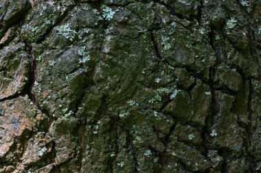 Kırık ağaç kabuğu yeşil yosun dokusuyla kaplı bitkiler vahşi yaşam tasarım konsepti için orman arka planını kapatıyor