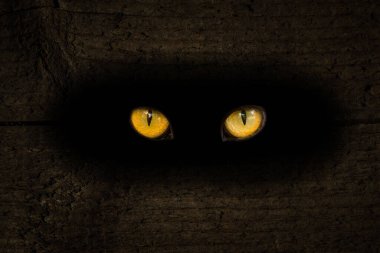 Vahşi bir hayvanın büyük turuncu gözleri karanlık bir delikte parıldıyor. Tahta bir tahtanın içinde. Vahşi yaşamın tasarım konsepti için soyutlama.