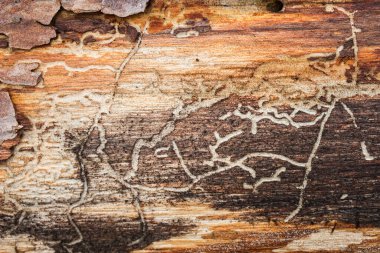 Çam ağacında parlak mistik desenler tasarlamak için yakın plan doğal arka plan