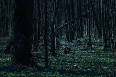 İnce dalları olan gizemli, karanlık ağaç gövdeleri olan büyüleyici bir gece ormanı. Cadılar bayramı ve vahşi doğa kavramının etrafında hiç kimse yok.