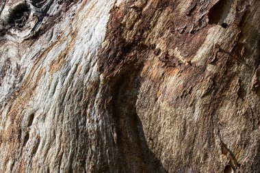 Eski orman ağacının parlak ve pürüzsüz yüzeyi tasarlamak için yakın plan doğal arka plan