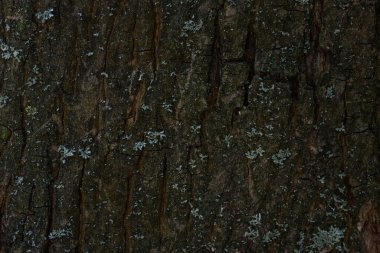 Bir orman ağacının kabuğu ince çatlaklar desen yakın çekim karanlık ve gizemli
