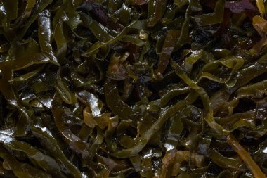 Yosun dokusu yeşili kapatır ve tasarım için iştah açıcı gıda konsepti oluşturur