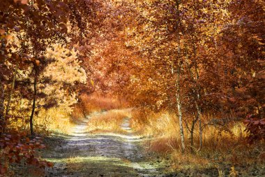 Sonbahar bitkilerinin heyecan verici doğası parlak turuncu renklerle boyanır ve altın mevsimin güzelliği etrafında hiç kimse yoktur.