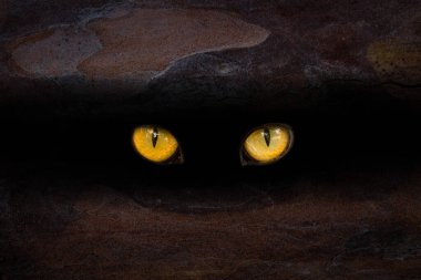 Büyük turuncu gözler bir çam gövdesinin karanlık yarığında parıldıyor; yakın plan vahşi hayvanlar ve mistik doğa kavramı