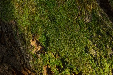 Güneş ışığıyla aydınlatılan yoğun büyüyen yosunlardan oluşan parlak yeşil halı bir orman ağacının gövdesini kaplıyor. Tasarım çevresi kavramı için yakın plan.