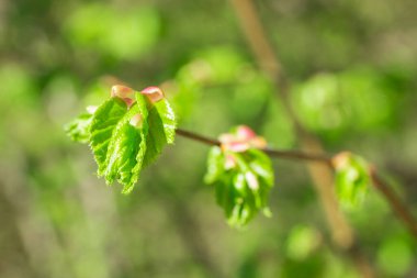 Genç bahar yaprakları, doğanın bulanık arka planında ince bir dalda çiçek açar.