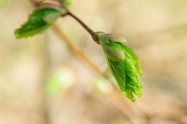 İnce bir daldaki genç bahar yaprağı çevre kavramı doğanın parlak dünyası.