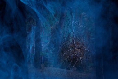 Doğanın görkemli ve harika dünyasının mistik çam ormanında fantastik bir manzara.