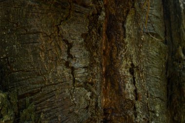 Orman ağacı kabuğunun kenarı, tasarım konsepti için gizemli atmosferi bulanıklaştırdı.