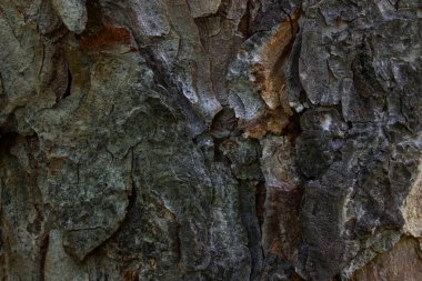Doğal soyut ağaç kabuğu dokusu yaban hayatı konsepti için büyüleyici desen duvar kağıdı