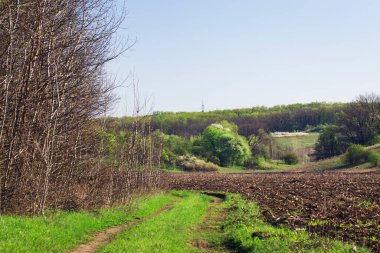 Ilık mevsimin parlak doğası, tarlanın yanında yeşil çimenler ve mavi gökyüzünün altında orman ağaçları.