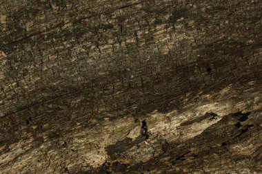 Ağaç kabuğu olmadan gri orman ahşabının dokusu vahşi yaşam tasarım kavramı için güneş ışığından eskimiş ve parlaktır.