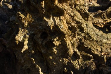 Gizemli ahşap yüzey eski ve pürüzsüz. Güneş arka planında dizayn için kısmen parıldıyor.