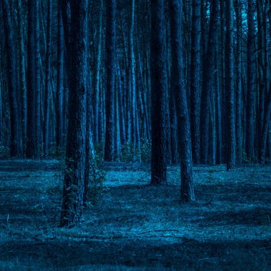 Çam ormanlarında gece güzel ve parlak ay ışığı temiz parlar ve heyecan verici atmosferde kimse yoktur.