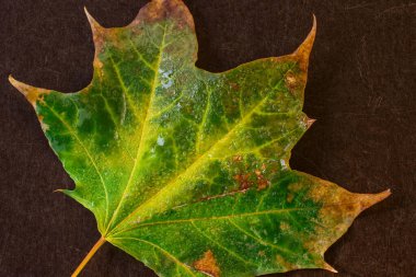 Parlak sonbahar yaprağı kahverengi ahşap zemin üzerinde yağmur damlalarıyla kaplı doğa ve çevre kavramından sonra.