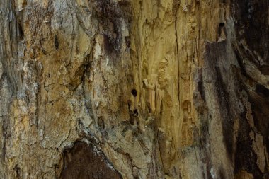 Ağaç gövdesi ağaç kabuğu olmadan inşaat malzemesi pürüzsüz bir yüzey konsepti olan sanayi ve ahşap işçiliği.