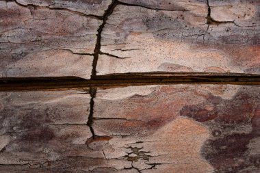 Parlak renkli çam ağacı kabuğu çatlak ve güzel desenli yakın plan tasarım için arka plan