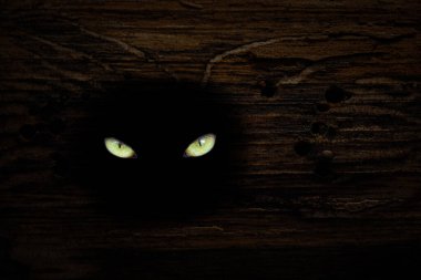 Vahşi bir hayvanın sarı gözlerinin vahşi yaşam kavramını parıldattığı eski bir çam ağacının gövdesinde koyu bir boşluk.