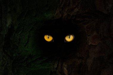 Karanlık bir oyuktaki gizemli bir canavarın parlak turuncu gözleri. Tasarım için soyutlama kavramı.