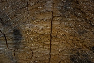 Orta sarı ve gri renkli, ahşap bir kesiğin dokusunun kenarlarında yakın plan doğal tasarım için.
