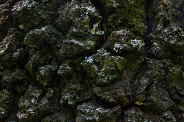 Orman ağacı gövdesini kaplayan ağaç kabuğu ve yeşil yosun yaban hayatı tasarımı konsepti için pürüzsüz olmayan yüzey duvar kağıdındaki büyüleyici desenler çatlıyor.