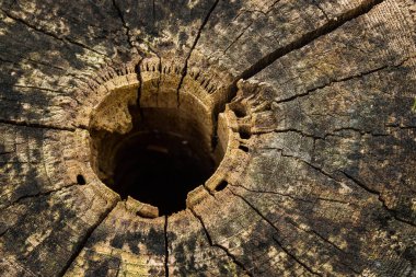 Eski bir ormanın tepesinin dokusunda çatlaklar ve karanlığa açılan yuvarlak bir delik tasarım için doğal arka plan.